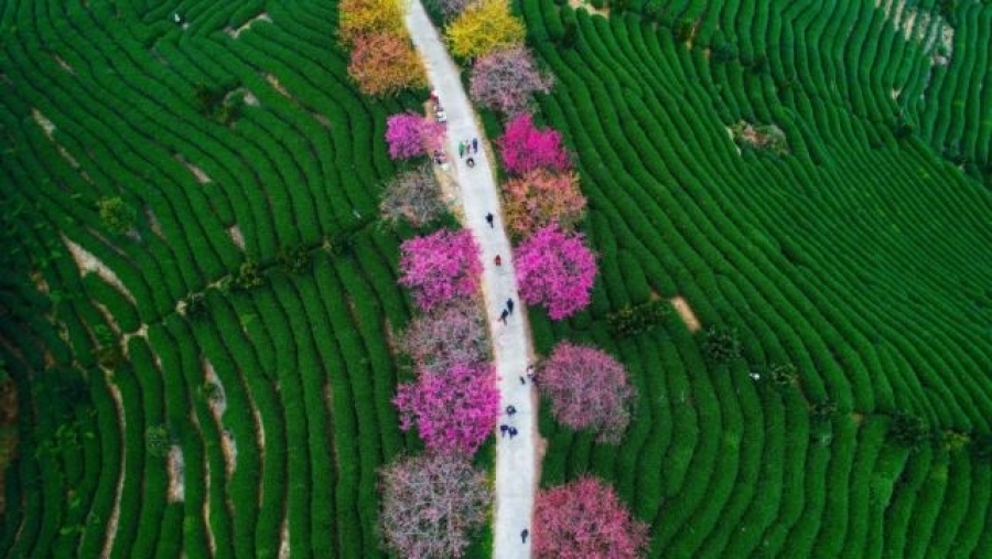 Từ tháng hai, cây anh đào tại nông trường chè ở thị trấn Long Nham, tỉnh Phúc Kiến, Trung Quốc bắt đầu trổ bông, sắc hoa rực rỡ nổi bật giữa những hàng chè xanh mướt. (Ảnh: Visual China Group/Getty Images)